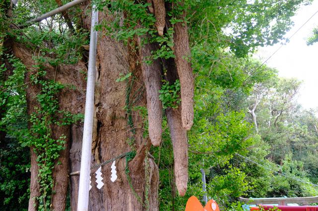 画像: 境内には源頼朝お手植えの銀杏の木があり、樹齢は800年を超えると言われています。