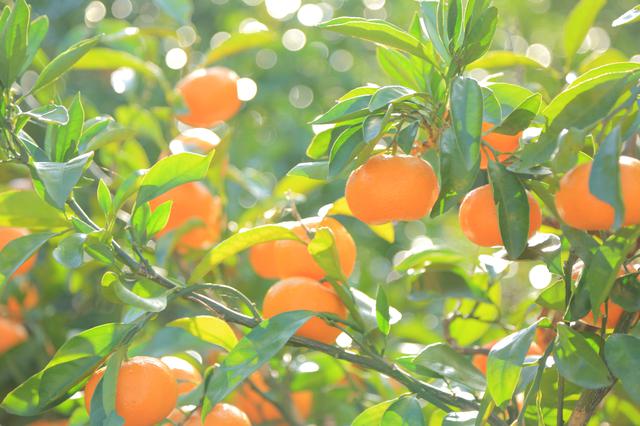 画像1: ふかふかの土で育った、体に優しい低農薬みかん