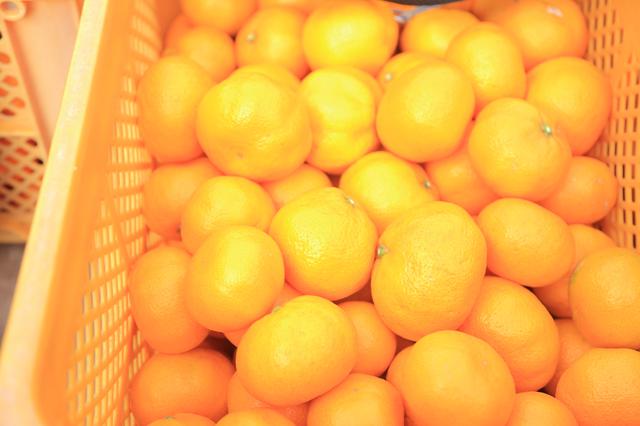 画像3: ふかふかの土で育った、体に優しい低農薬みかん