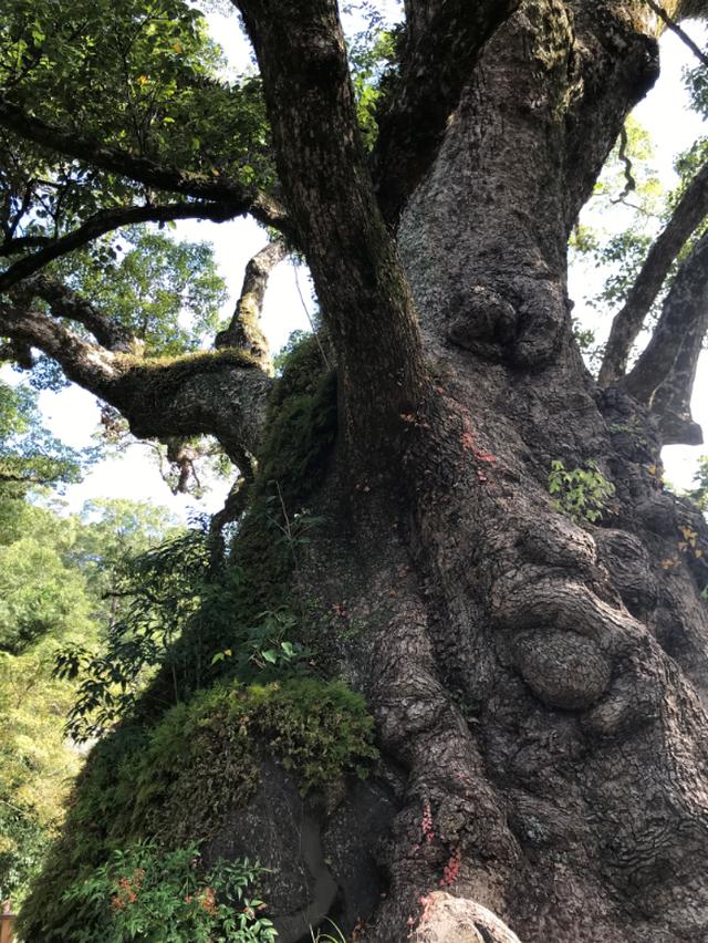 画像7: 鹿児島 歴史と自然、懐かしい日本の原風景。姶良市の魅力、再発見。