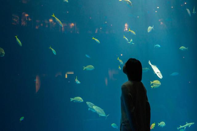 画像2: 四国ならではの水族館で、四国の水景美と生命の神秘に触れる