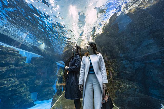 画像: 【長府庭園+αスポット②】 市立しものせき水族館 海響館/国内有数の人気水族館で、展示種類数世界一を誇るフグの仲間たちに出逢う