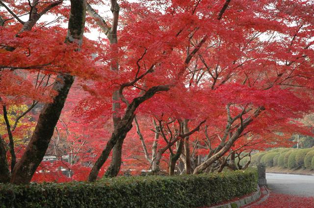 画像2: 【毛利氏庭園】広大な庭園観賞の醍醐味を着物姿で満喫