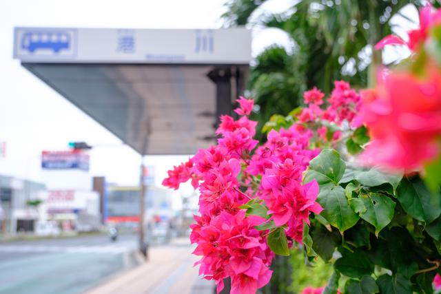 画像: 那覇空港から一路、路線バスで浦添市・港川エリアへと向かいます。バス停近くでブーゲンビリアがきれいに咲いていました。
