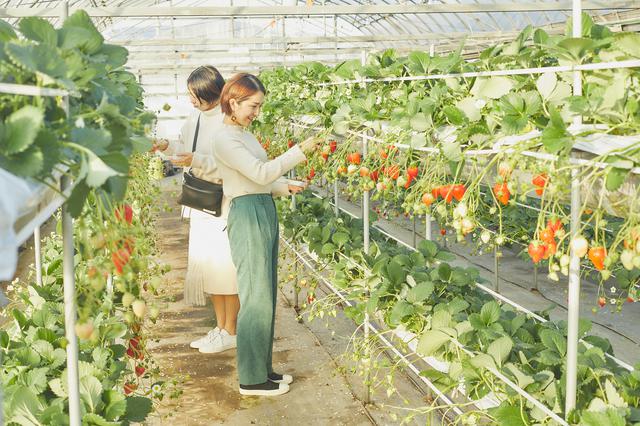 画像2: 花とフルーツの楽園「西島園芸団地」でイチゴ狩り&パンケーキ