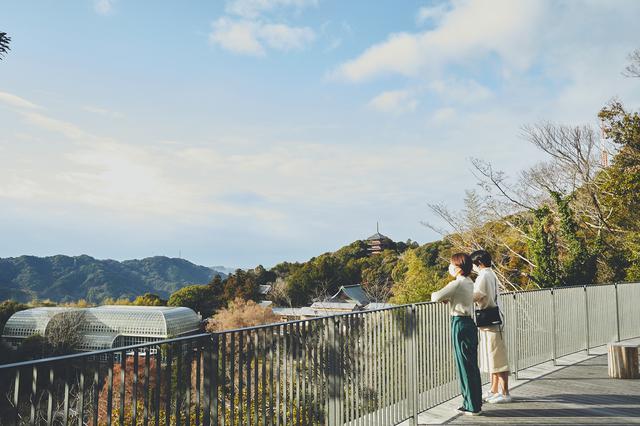 画像1: 四季折々の自然に囲まれた、広大な「牧野植物園」を旅気分で朝散歩