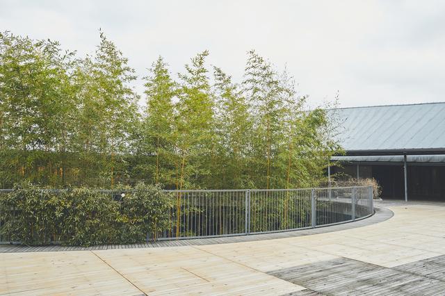 画像3: 四季折々の自然に囲まれた、広大な「牧野植物園」を旅気分で朝散歩