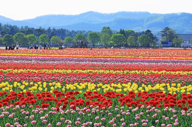 画像4: 【北海道】およそ200品種70万本を植栽。「かみゆうべつチューリップ公園」で絶景と異国情緒を味わう