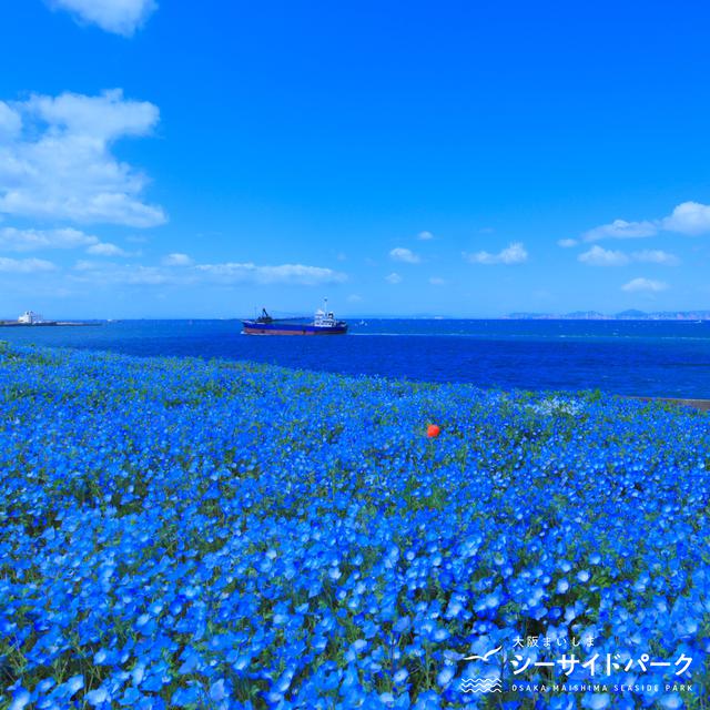 画像1: 【大阪】ネモフィラが作り出す青の世界。「大阪まいしまシーサイドパーク」で映え写真を撮る