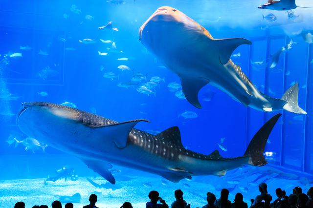 画像6: 「沖縄美ら海水族館」で、オリジナルマスクをゲット