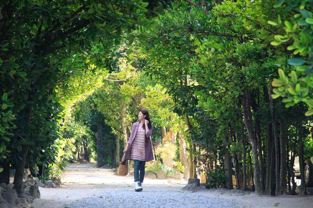 画像1: 「備瀬のフクギ並木」で、散歩をしながらグリーンシャワーを浴びよう