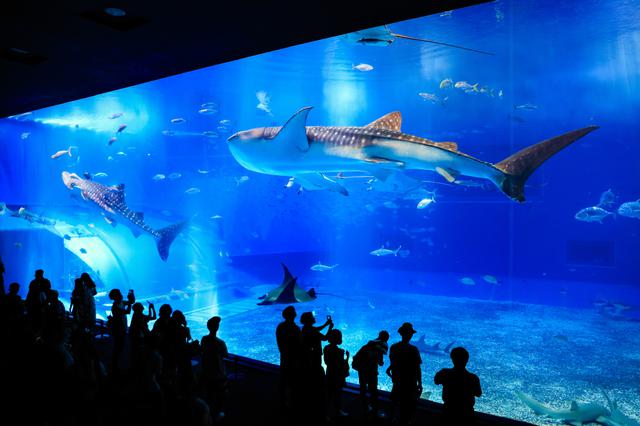 画像5: 「沖縄美ら海水族館」で、オリジナルマスクをゲット