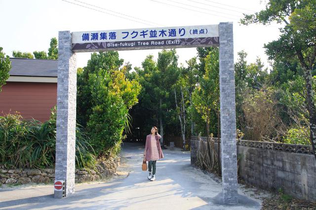 画像3: 「備瀬のフクギ並木」で、散歩をしながらグリーンシャワーを浴びよう