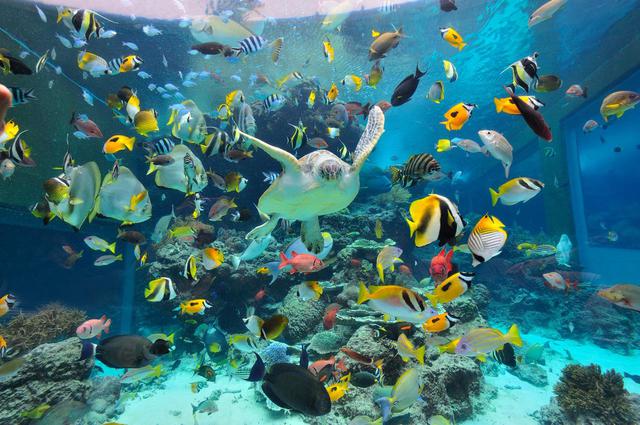 画像4: 「沖縄美ら海水族館」で、オリジナルマスクをゲット