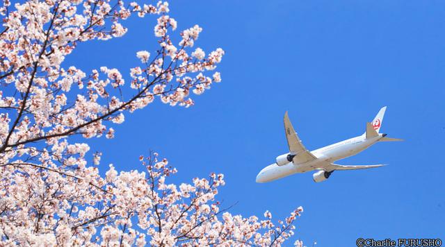 画像: パイロットだけが知っている、日本“上空”お花見&絶景スポット8選