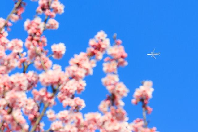 画像1: 絶景スポット2「高松空港のほか、全国のさまざまな空港の桜」