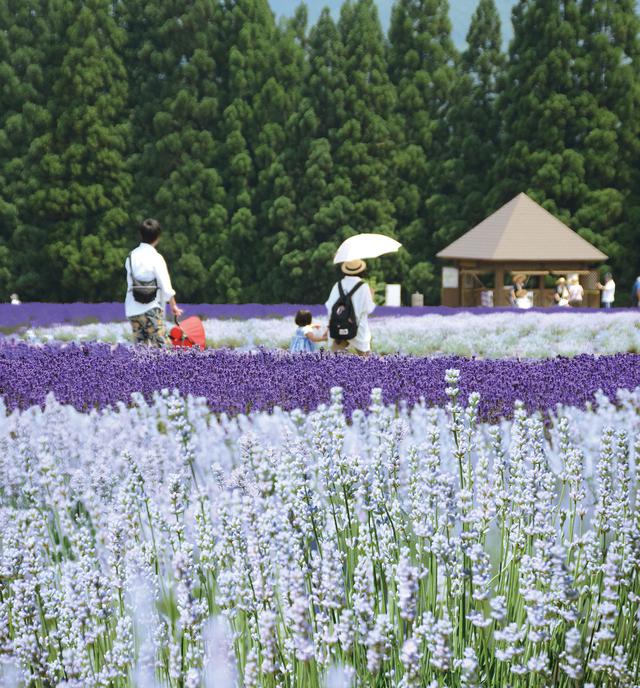 画像: 夏はラベンダー園