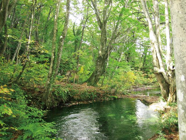 画像: 【絶景⑤】ジブリの森のような「獅子ヶ鼻湿原」で避暑体験(にかほ市)