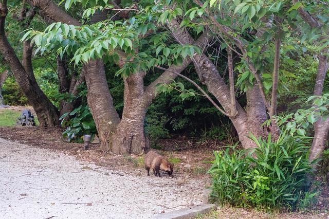 画像: 庭に遊びにきたたぬきに心和まされる瞬間も。
