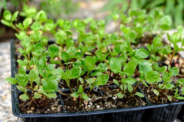 画像: 藍の若芽。少しずつ藍栽培もスタート。