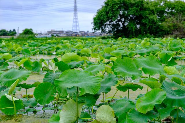 画像: 鳴門市はれんこんの一大産地。市内にはれんこん畑が広がります。