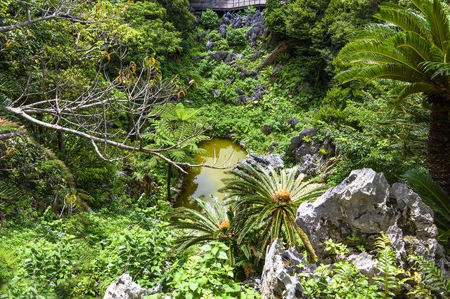 画像: 大石林山