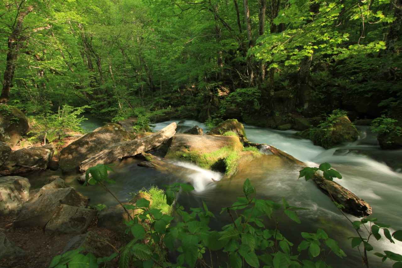Image 1: Provided by: Towada-Hachimantai National Park Management Office, Ministry of the Environment