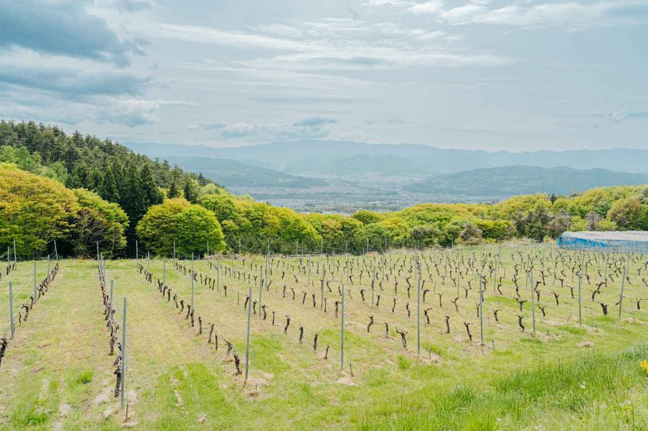 画像: 日本ワインの“今”を体験する旅。東御で、五感が目覚めるワイナリー巡りへ