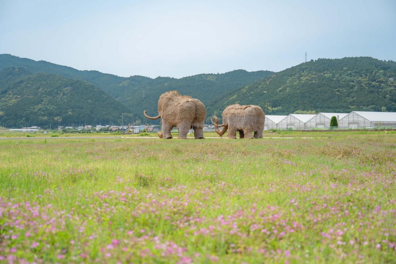画像2: 田んぼにマンモス出現!?西予市のシンボル「わらマンモス」