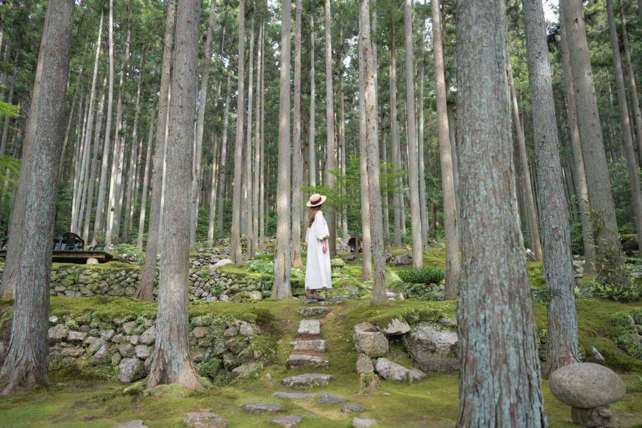 画像3: 苔庭の神秘的な世界が広がる、癒しカフェ「ギャラリー喫茶 こけむしろ」