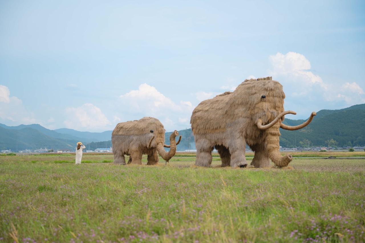 画像1: 田んぼにマンモス出現!?西予市のシンボル「わらマンモス」
