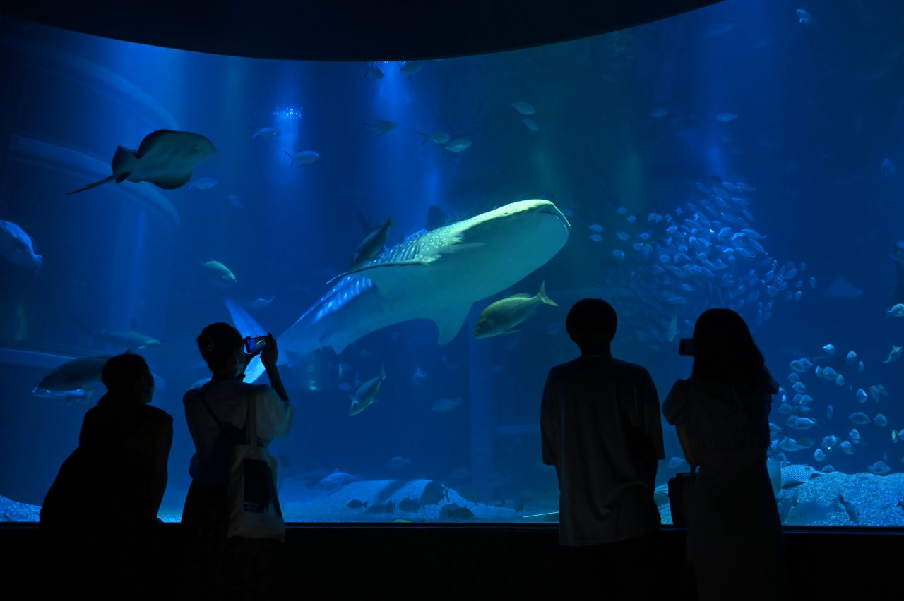 Image 1: Kaiyukan (Osaka Prefecture) | Relax with the creatures