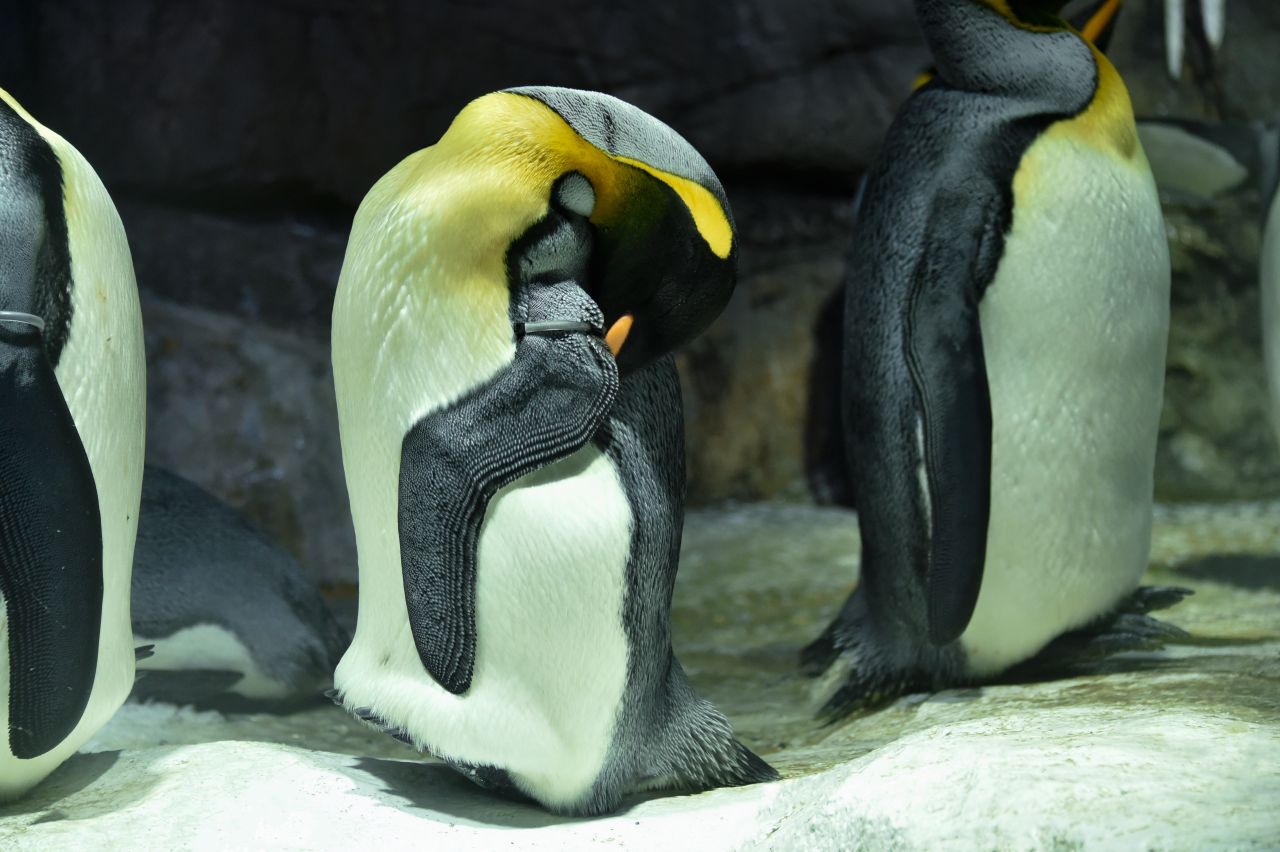 Image 2: Kaiyukan (Osaka Prefecture) | Relax with the creatures
