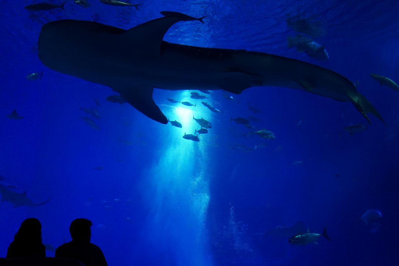 Image 2: Okinawa Memorial National Government Park (Ocean Expo Park) and Okinawa Churaumi Aquarium