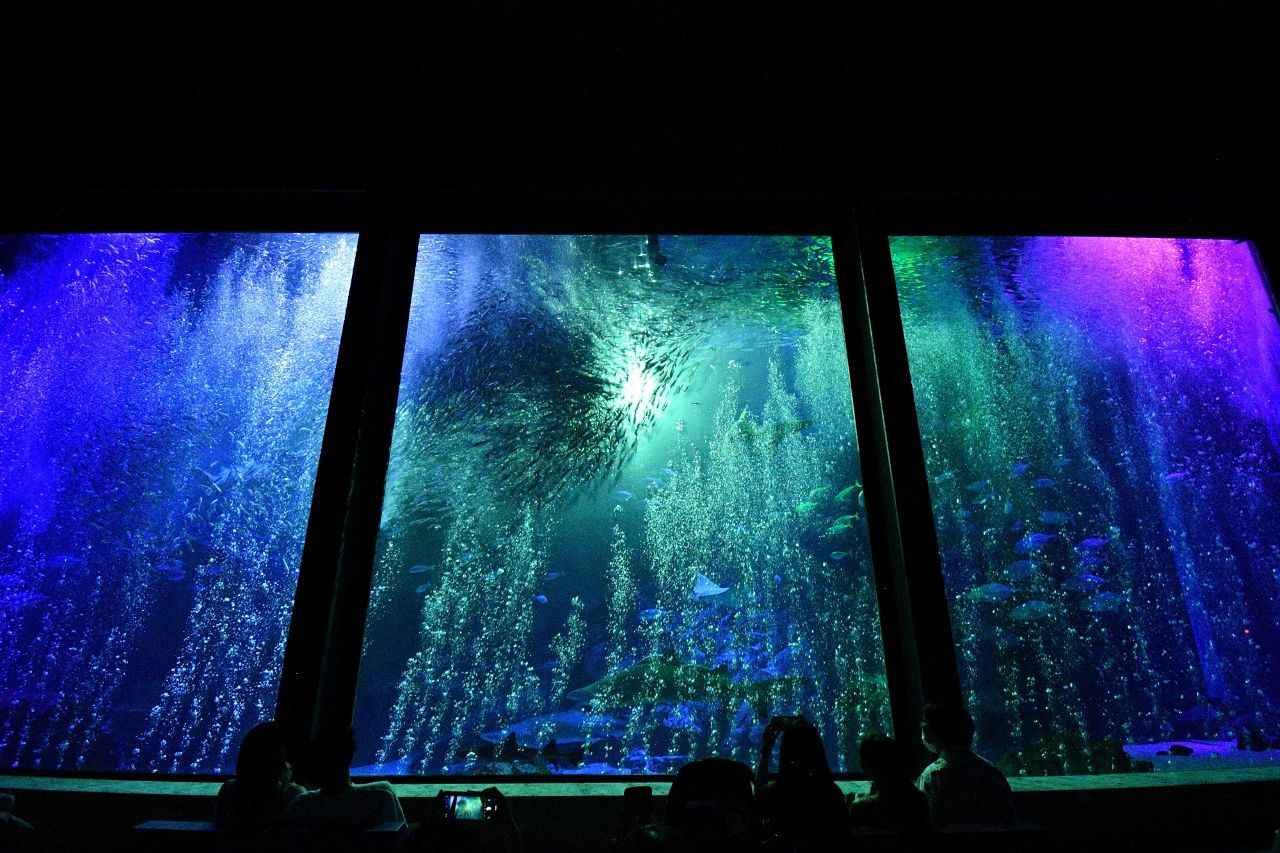 Photo 2: Marine World Uminonakamichi (Fukuoka Prefecture) | Enjoy a special show only available at night