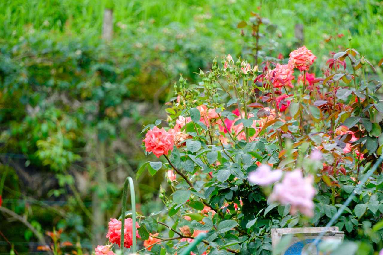 画像: 山桜やユキヤナギ(春)、アジサイやバラ(初夏)、紅葉(秋)、椿(冬)など、四季折々の草花が彩る庭園がある