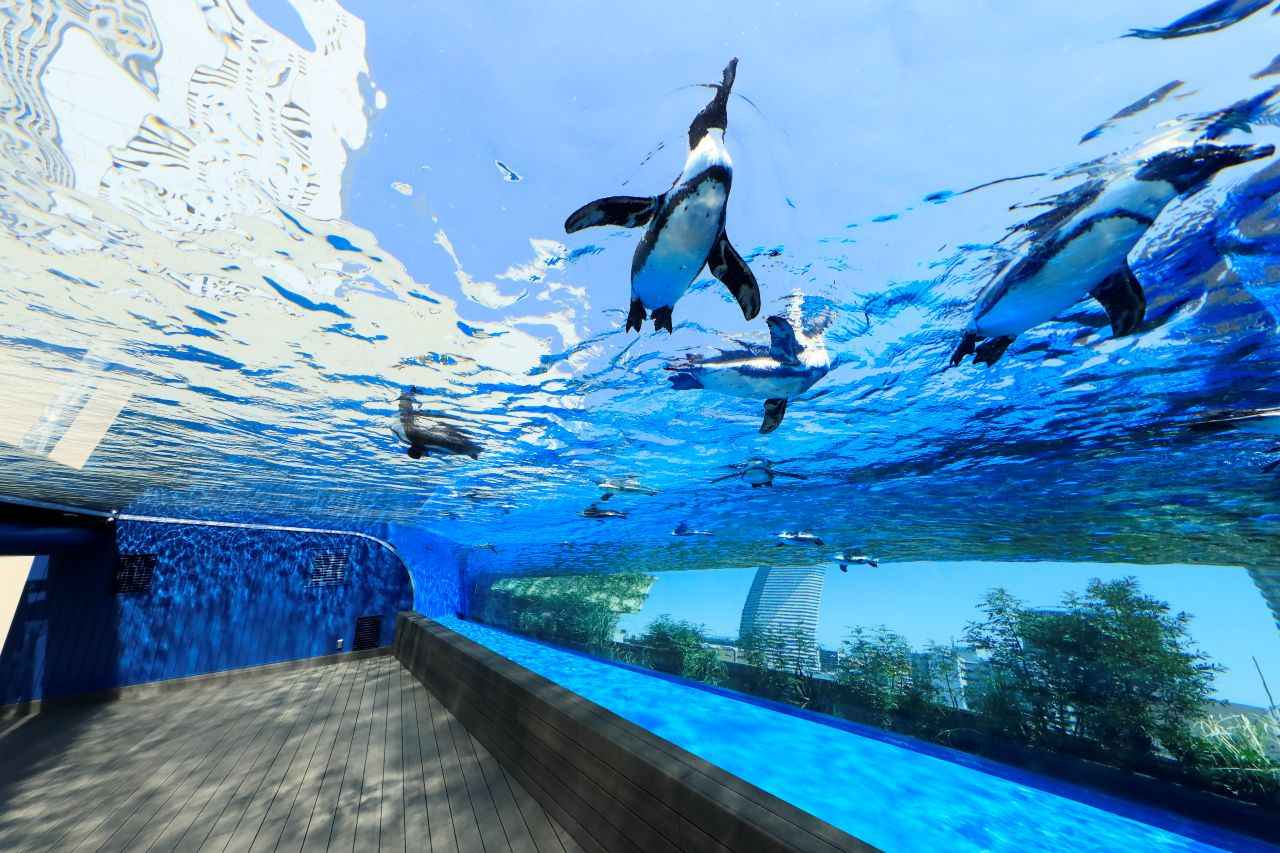 Image 1: Sunshine Aquarium [Tokyo] | Penguins fly through the night sky in an aerial oasis 40 meters above ground