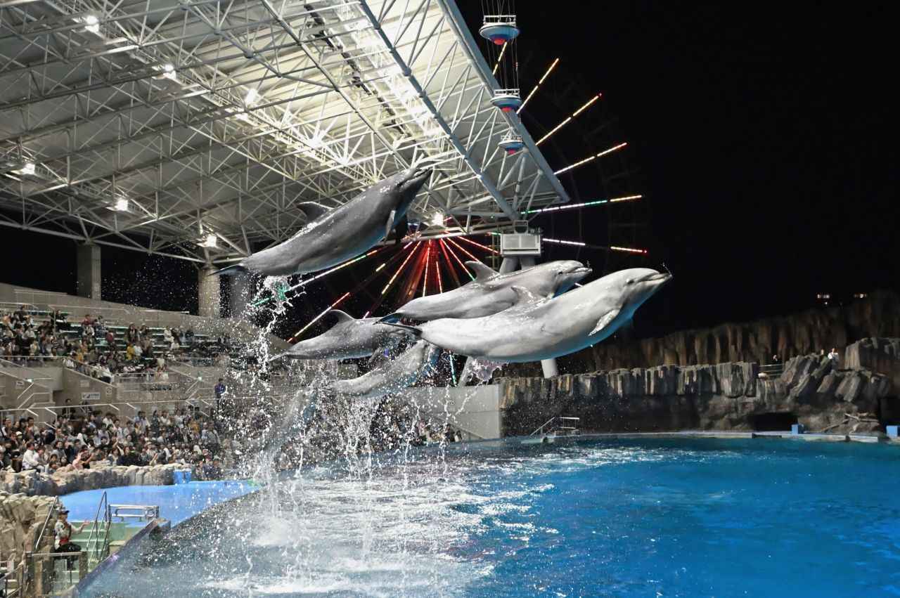 Photo 2: Port of Nagoya Public Aquarium (Aichi Prefecture) | Relax on a night sea voyage decorated with dolphins and killer whales