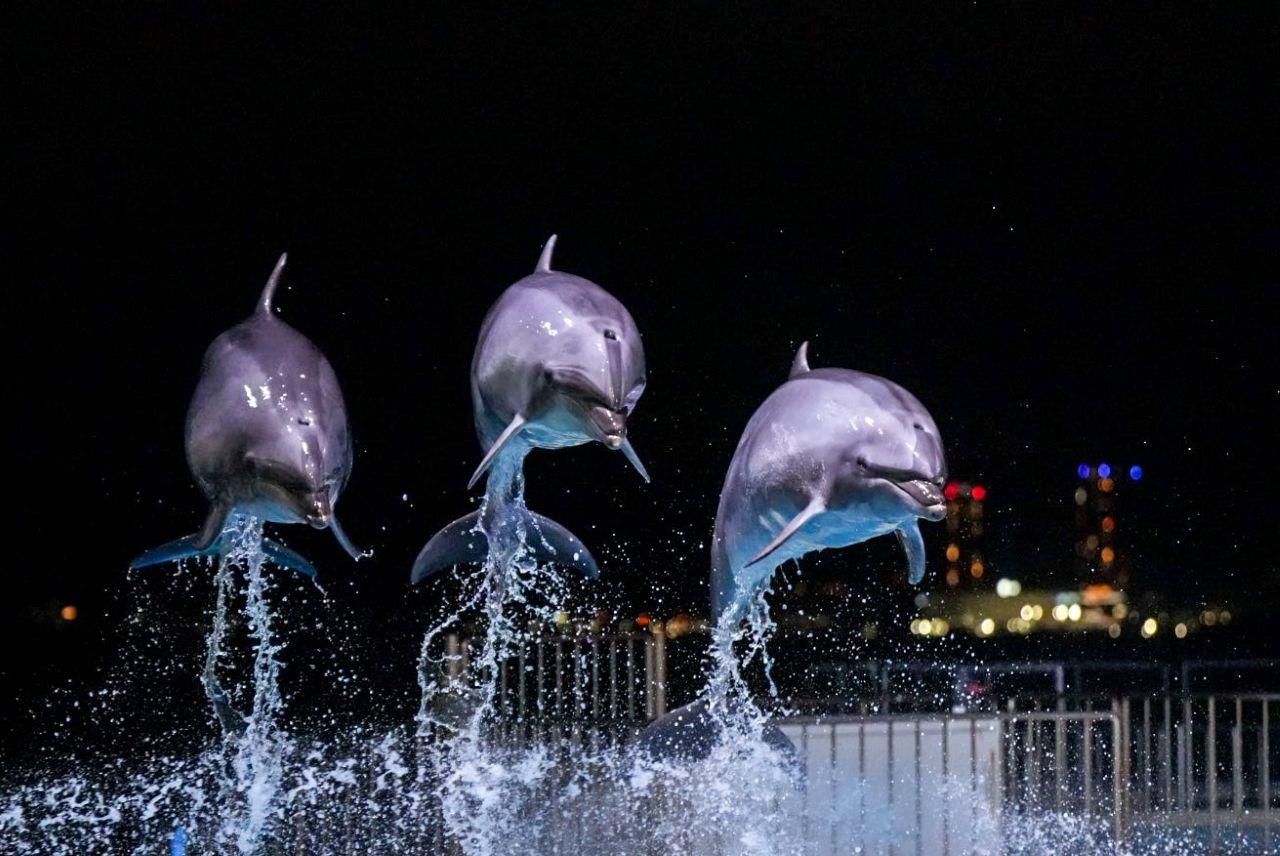 Photo 1: Marine World Uminonakamichi (Fukuoka Prefecture) | Enjoy a special show only available at night