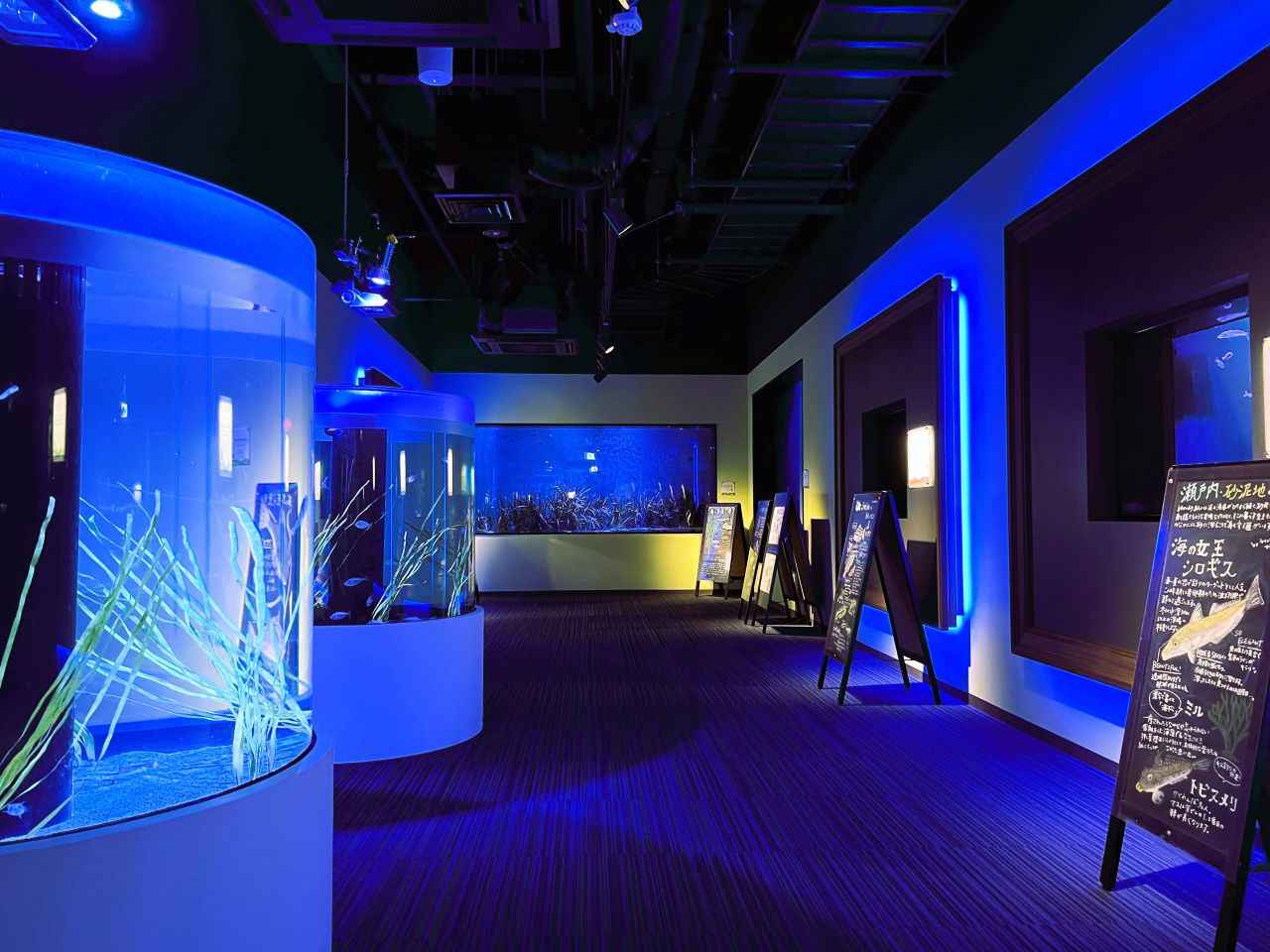 Photo: Shikoku Aquarium [Kagawa Prefecture] | Sunset in the Setouchi region guided by the evening dolphins