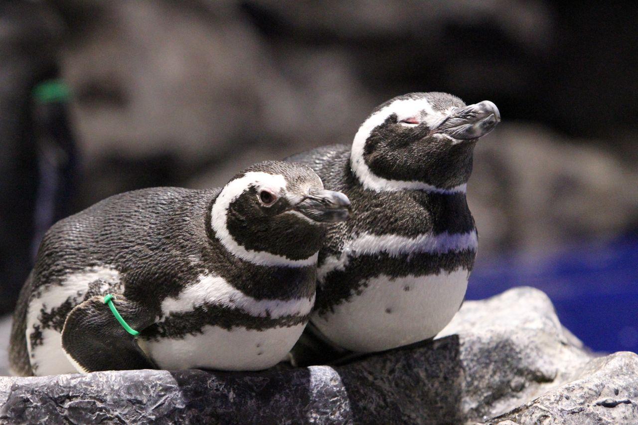 Image 2: Provided by Sumida Aquarium