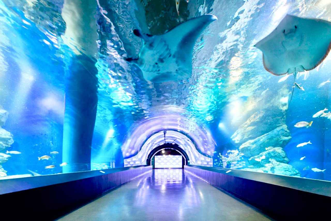 Image 2: Provided by Maxell Aqua Park Shinagawa