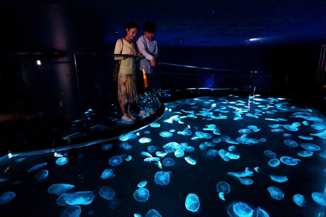 Image 1: Courtesy of Sumida Aquarium