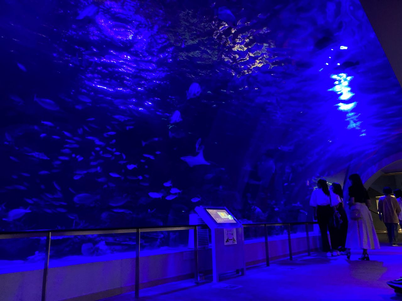 Photo 1: Port of Nagoya Public Aquarium (Aichi Prefecture) | Relax on a night sea voyage decorated with dolphins and killer whales