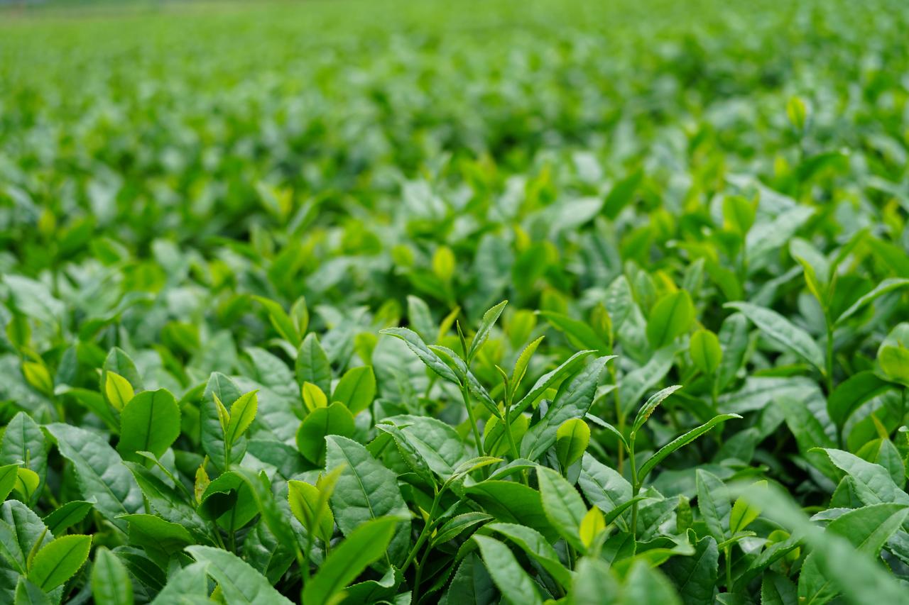 画像: 「かごしま茶」について