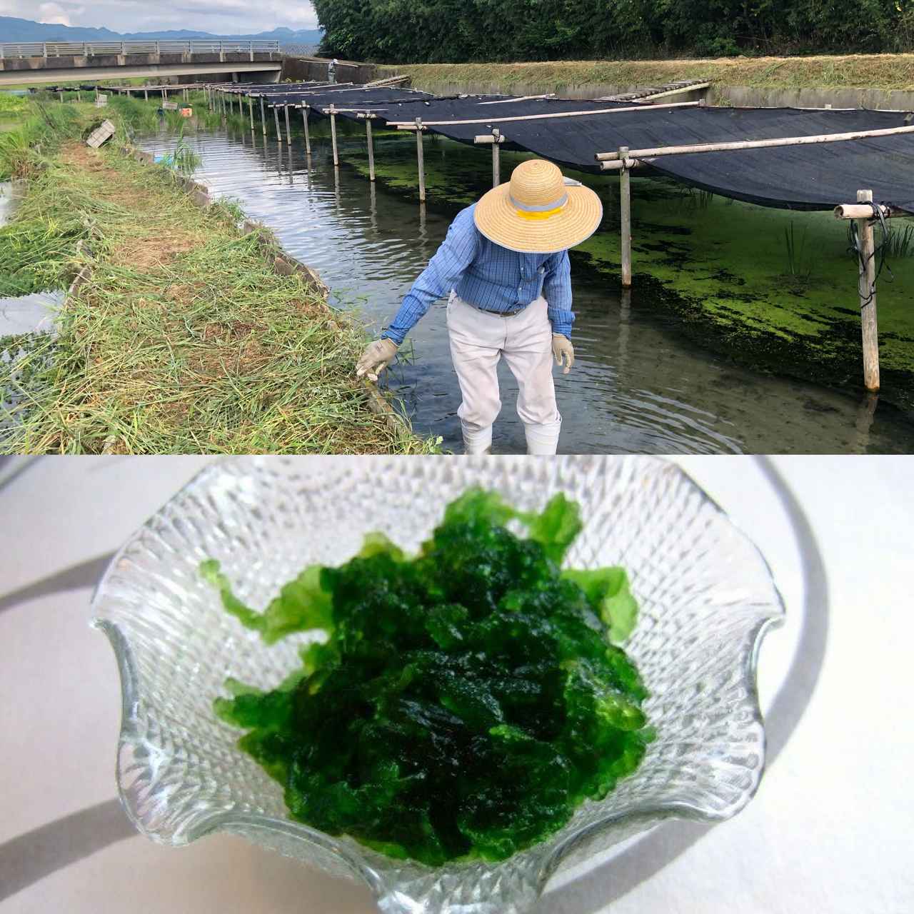 画像: #川茸元祖 遠藤金川堂