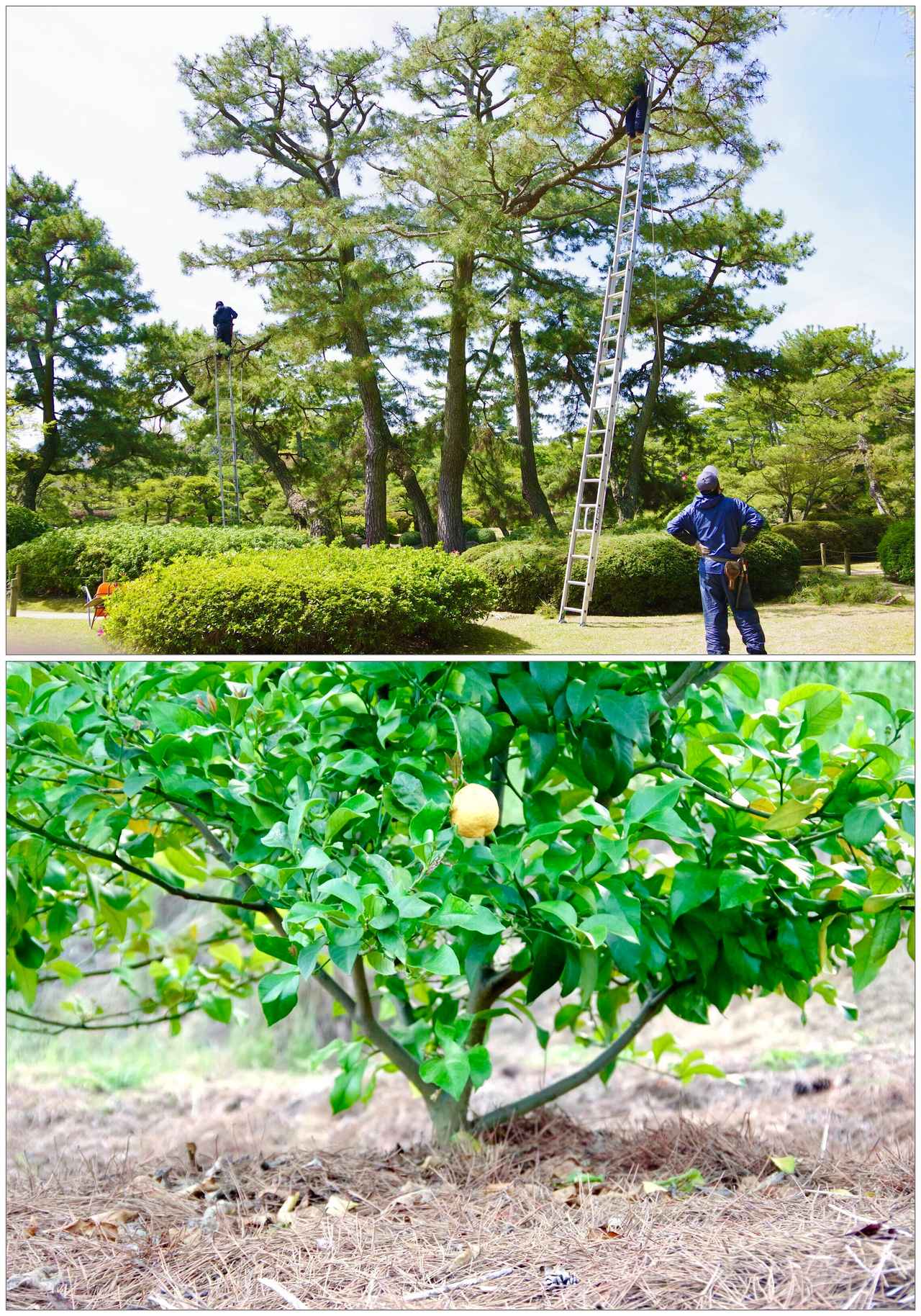 画像: 中津万象園の松葉を再利用し、レモンの木を守る"天然のふとん"として活用