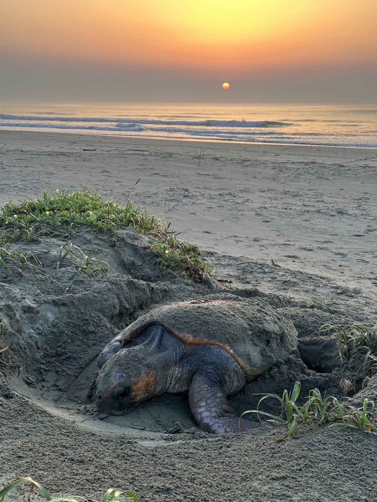 画像1: 産卵風景／孵化風景