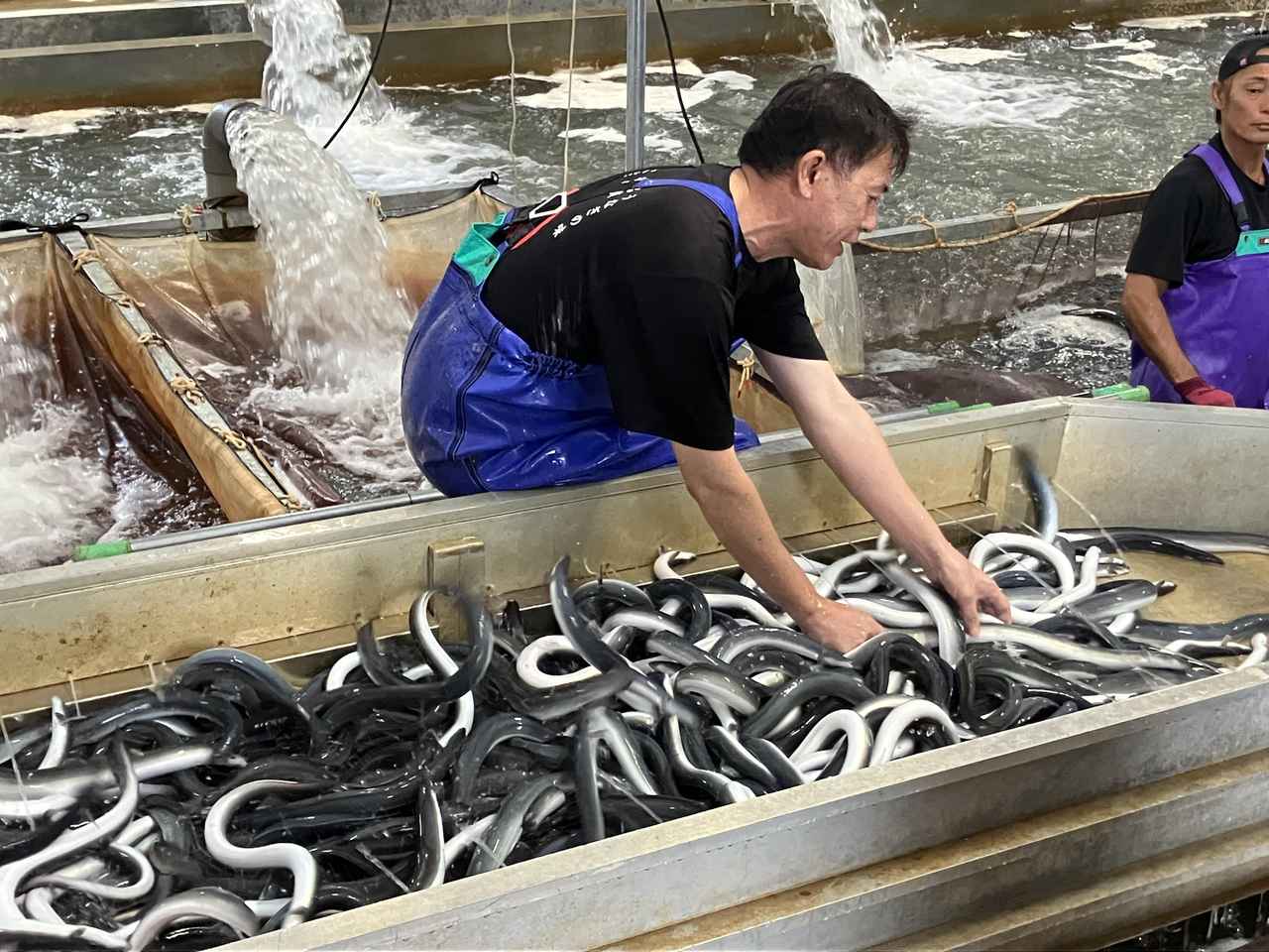 画像2: 食：最適な環境で育てられた「うなぎ」（養鰻）
