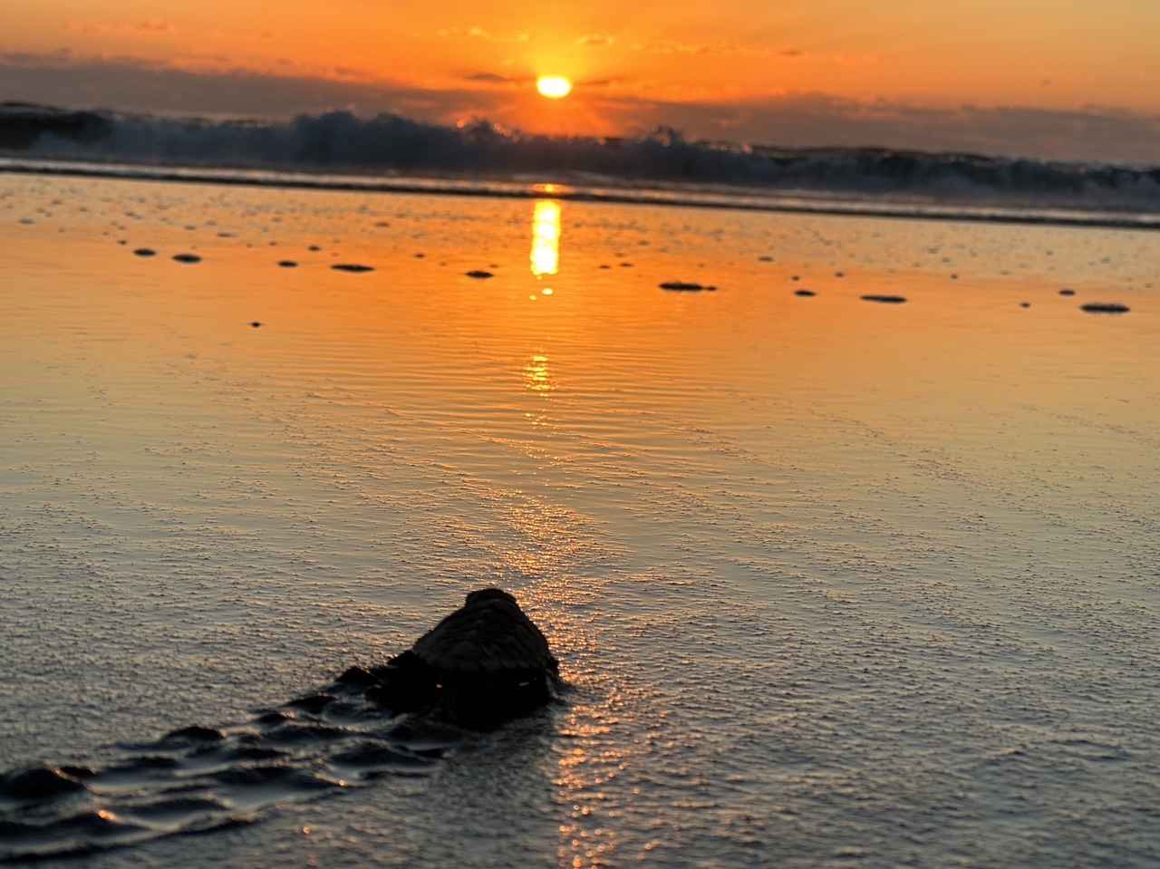 画像2: 産卵風景／孵化風景